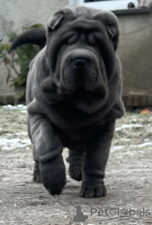 Foto №2 zu Ankündigung № 88677 zu verkaufen shar-pei - einkaufen Polen quotient 	ankündigung