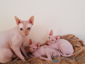 Foto №1. sphynx-katze - zum Verkauf in der Stadt Амстердам | 250€ | Ankündigung № 124257