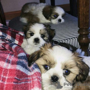 Foto №1. pekingese - zum Verkauf in der Stadt Rothenburg ob der Tauber | 300€ | Ankündigung № 127306