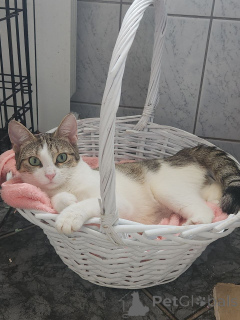 Foto №3. Baby, eine sehr charismatische Katze sucht ein Zuhause!. Russische Föderation