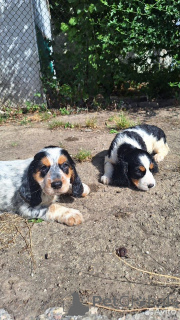 Foto №3. Schöne, gute Welpen Russische Jagdspaniel.. Ukraine