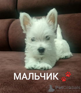 Foto №1. west highland white terrier - zum Verkauf in der Stadt Grodno | 380€ | Ankündigung № 11894