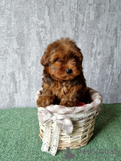 Foto №2 zu Ankündigung № 25478 zu verkaufen  - einkaufen Litauen 