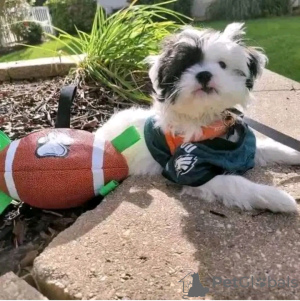 Foto №2 zu Ankündigung № 126837 zu verkaufen yorkshire terrier - einkaufen Frankreich züchter