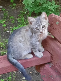 Foto №2 zu Ankündigung № 149041 zu verkaufen  - einkaufen Russische Föderation quotient 	ankündigung