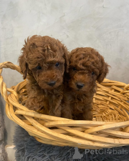 Foto №2 zu Ankündigung № 158056 zu verkaufen  - einkaufen Deutschland quotient 	ankündigung