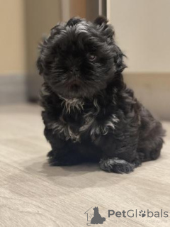 Foto №3. Shih Tzu Welpen verfügbar. Malta