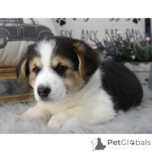 Foto №2 zu Ankündigung № 134925 zu verkaufen  - einkaufen Deutschland 