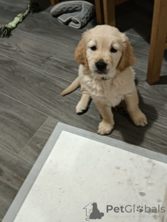 Foto №3. Atemberaubende Golden Retriever. USA