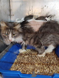 Foto №2 zu Ankündigung № 166210 zu verkaufen  - einkaufen Weißrussland quotient 	ankündigung