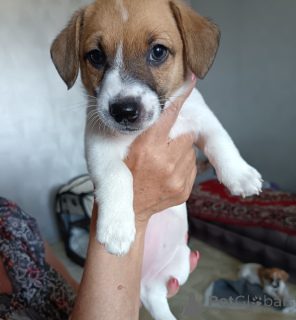 Foto №2 zu Ankündigung № 148888 zu verkaufen jack russell terrier - einkaufen Russische Föderation quotient 	ankündigung