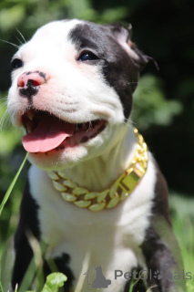 Foto №2 zu Ankündigung № 147531 zu verkaufen american bully - einkaufen Russische Föderation vom kindergarten