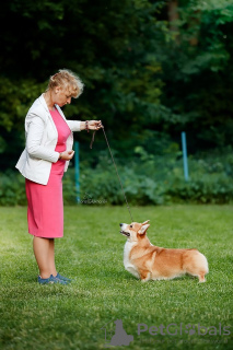 Zusätzliche Fotos: Welsh Corgi Pembroke Welpen von Champion