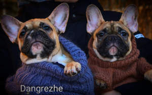 Foto №2 zu Ankündigung № 4472 zu verkaufen mischlingshund - einkaufen Russische Föderation vom kindergarten, züchter