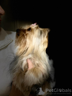 Foto №1. Paarung Service - züchten: yorkshire terrier. Preis - verhandelt