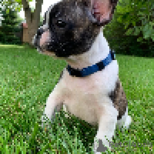 Foto №3. Welpen des French Bulldog Kennel Club. Schweden