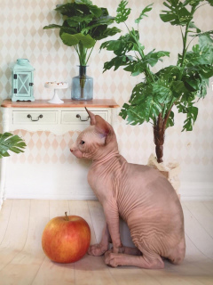 Foto №3. Glafira. Russische Föderation