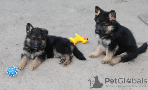 Foto №4. Ich werde verkaufen deutscher schäferhund in der Stadt Nice. vom kindergarten - preis - 700€