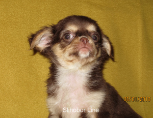 Foto №3. Chihuahua Schokoladenhund zur Paarung in Russische Föderation. Ankündigung № 5528