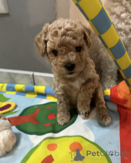 Foto №3. Bichpoo-Hunde. Polen