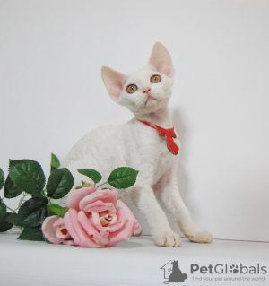 Foto №2 zu Ankündigung № 44549 zu verkaufen devon rex - einkaufen Russische Föderation züchter