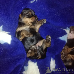 Foto №4. Ich werde verkaufen yorkshire terrier in der Stadt Minsk. züchter - preis - 495€