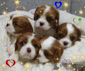 Foto №2 zu Ankündigung № 36948 zu verkaufen cavalier king charles spaniel - einkaufen Weißrussland züchter