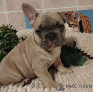 Foto №4. Ich werde verkaufen französische bulldogge in der Stadt Minsk. quotient 	ankündigung - preis - 500€