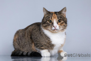 Foto №3. Eine junge Katzenfamilie sucht ein Zuhause.. Russische Föderation