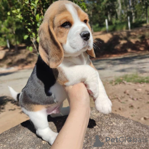 Foto №1. beagle - zum Verkauf in der Stadt Warschau | 650€ | Ankündigung № 50209