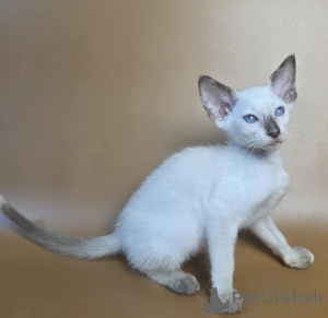 Foto №1. siamkatze - zum Verkauf in der Stadt Hanau | 350€ | Ankündigung № 177608