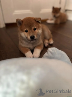 Foto №1. shiba - zum Verkauf in der Stadt Oberhausen | 580€ | Ankündigung № 175718