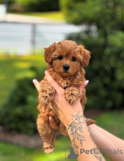 Foto №3. Dean Janet Kay Welpen Haus. USA