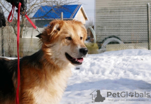 Foto №1. mischlingshund - zum Verkauf in der Stadt St. Petersburg | Frei | Ankündigung № 59928