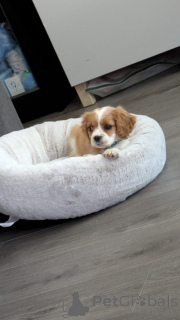 Foto №2 zu Ankündigung № 168903 zu verkaufen cavalier king charles spaniel - einkaufen Finnland 