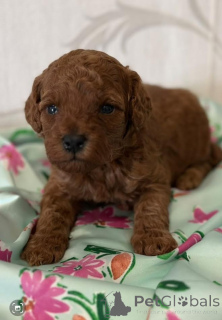 Foto №2 zu Ankündigung № 139051 zu verkaufen pudel (toy) - einkaufen Serbien züchter