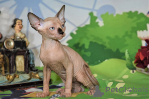 Foto №4. Ich werde verkaufen sphynx cat in der Stadt Нешер. vom kindergarten - preis - verhandelt