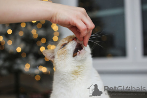 Zusätzliche Fotos: Zarter weißer Kätzchen-Donut als Geschenk!
