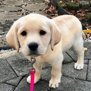 Foto №1. labrador retriever - zum Verkauf in der Stadt Aizlenten | 400€ | Ankündigung № 157019