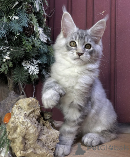 Foto №1. maine-coon-katze - zum Verkauf in der Stadt Achaern | 950€ | Ankündigung № 161414