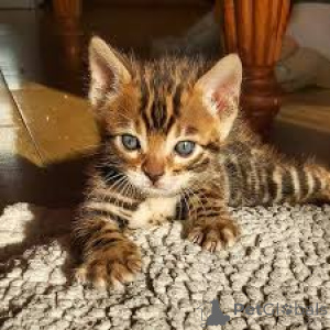 Foto №3. Entzückende Chatons aus Bengalen zur Adoption verfügbar.. Finnland