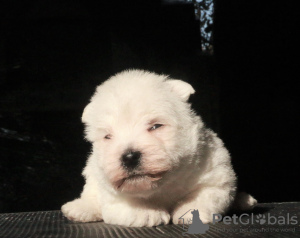 Foto №2 zu Ankündigung № 70811 zu verkaufen west highland white terrier - einkaufen Russische Föderation quotient 	ankündigung, vom kindergarten, züchter