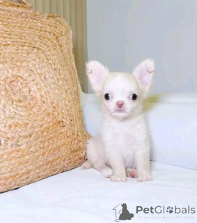 Foto №2 zu Ankündigung № 168771 zu verkaufen chihuahua - einkaufen USA züchter