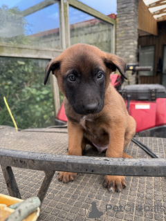 Foto №2 zu Ankündigung № 144557 zu verkaufen malinois - einkaufen Deutschland züchter