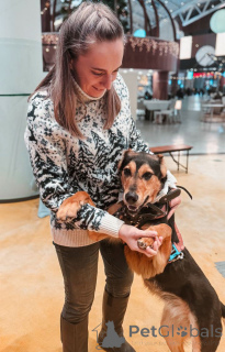 Foto №4. Ich werde verkaufen mischlingshund in der Stadt Moskwa. quotient 	ankündigung - preis - Frei