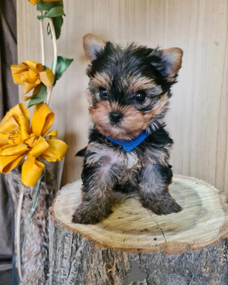 Foto №2 zu Ankündigung № 78913 zu verkaufen yorkshire terrier - einkaufen Serbien züchter