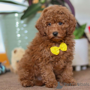 Foto №1. zwergpinscher - zum Verkauf in der Stadt Leeds | 500€ | Ankündigung № 161022