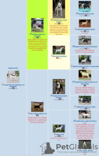 Zusätzliche Fotos: Bullterrier-Welpen