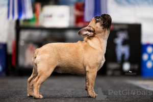 Foto №2 zu Ankündigung № 129034 zu verkaufen französische bulldogge - einkaufen Russische Föderation quotient 	ankündigung