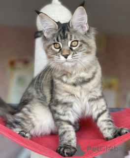 Foto №1. maine-coon-katze - zum Verkauf in der Stadt Baden-Baden | 950€ | Ankündigung № 163183